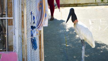 Cigüeña jabirú encontrada muerta 