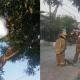 El cuerpo de bomberos llegó al lugar de los hechos para bajar el cuerpo del árbol.