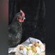 Una gallina cuidando a sus huevos