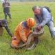 Defensa Civil rescatando a una anaconda en el Caquetá.