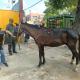 Caballo en malas condiciones de salud