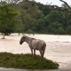 Caballo atrapado en la inundación