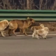 Siete perros escaparon de traficantes y recorrieron 17 kilómetros para volver a casa